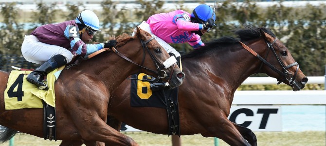 Joy Drive Wins @ Aqueduct On March 5th, 2016